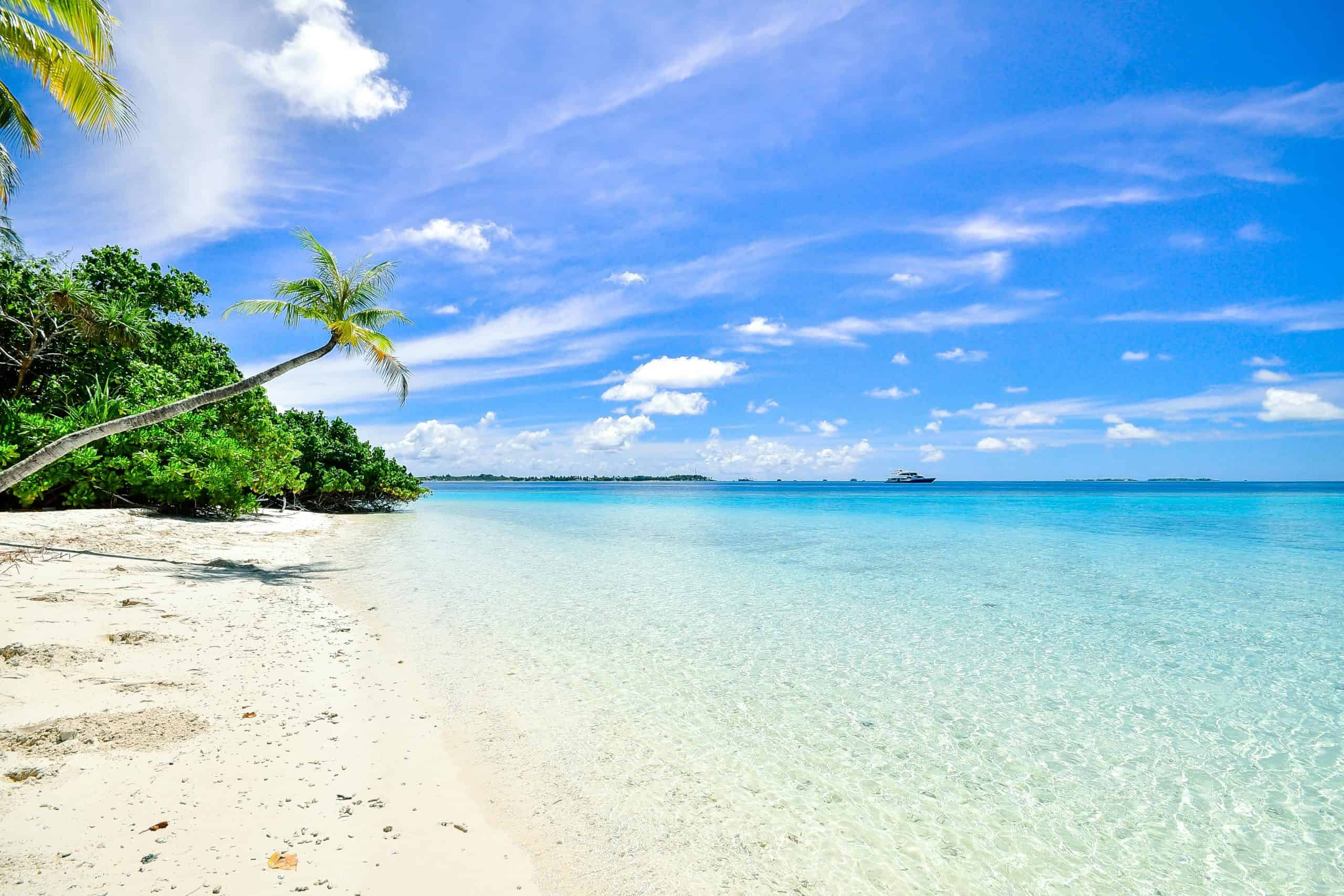 Tranquil tropical beach with palm trees and clear turquoise waters, perfect for relaxation.